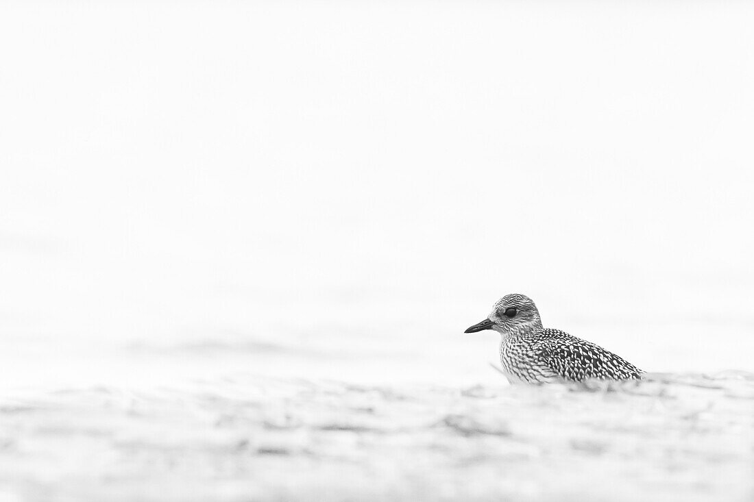 Lombary, Italy. Grey Plover.