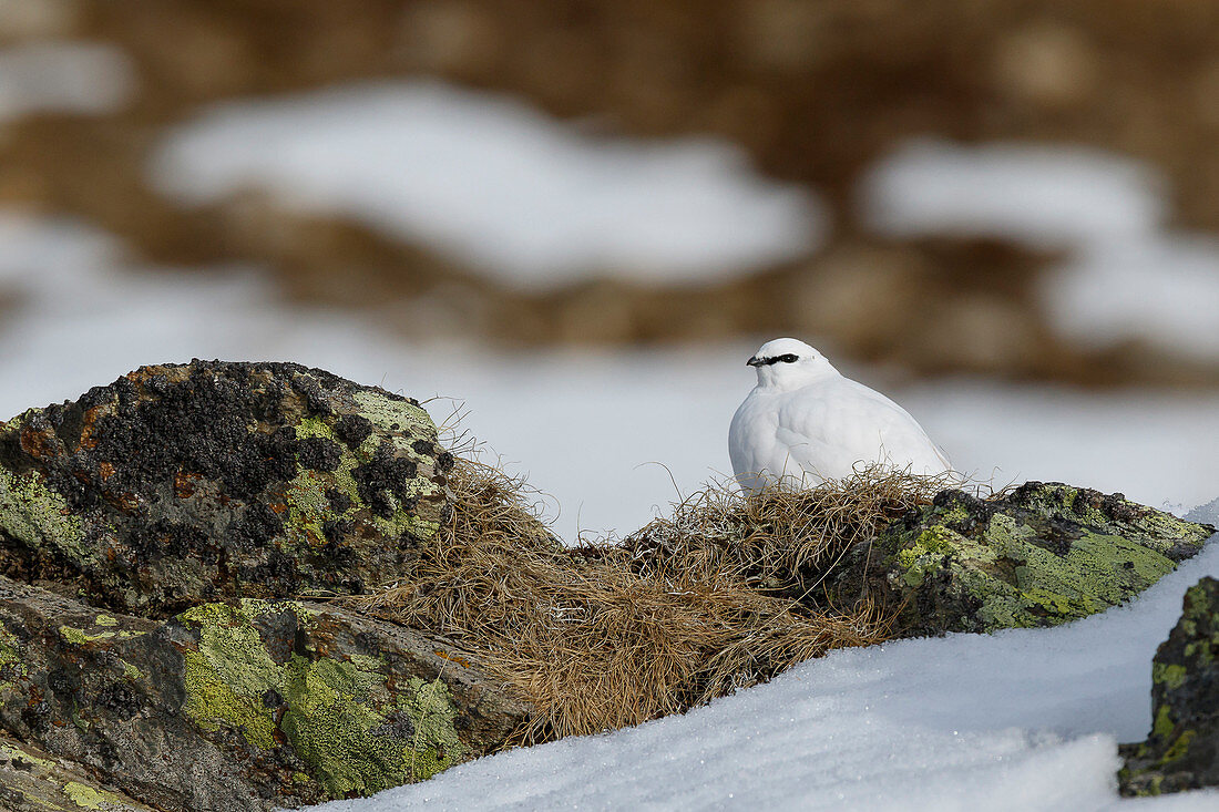 Stelvio National Park, Trentino Alto Adige, Italy. Ptarmigan.