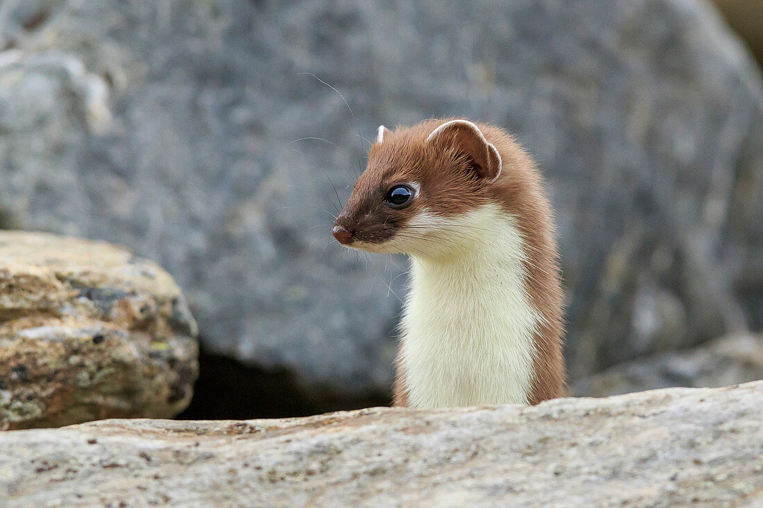 Stelvio National Park, Lombardy. Italy. Ermine