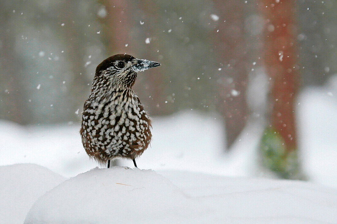 Nutcracker (Nucifraga caryocatactes) searching for nuts under the snow, Engadin, Grisons, Switzerland