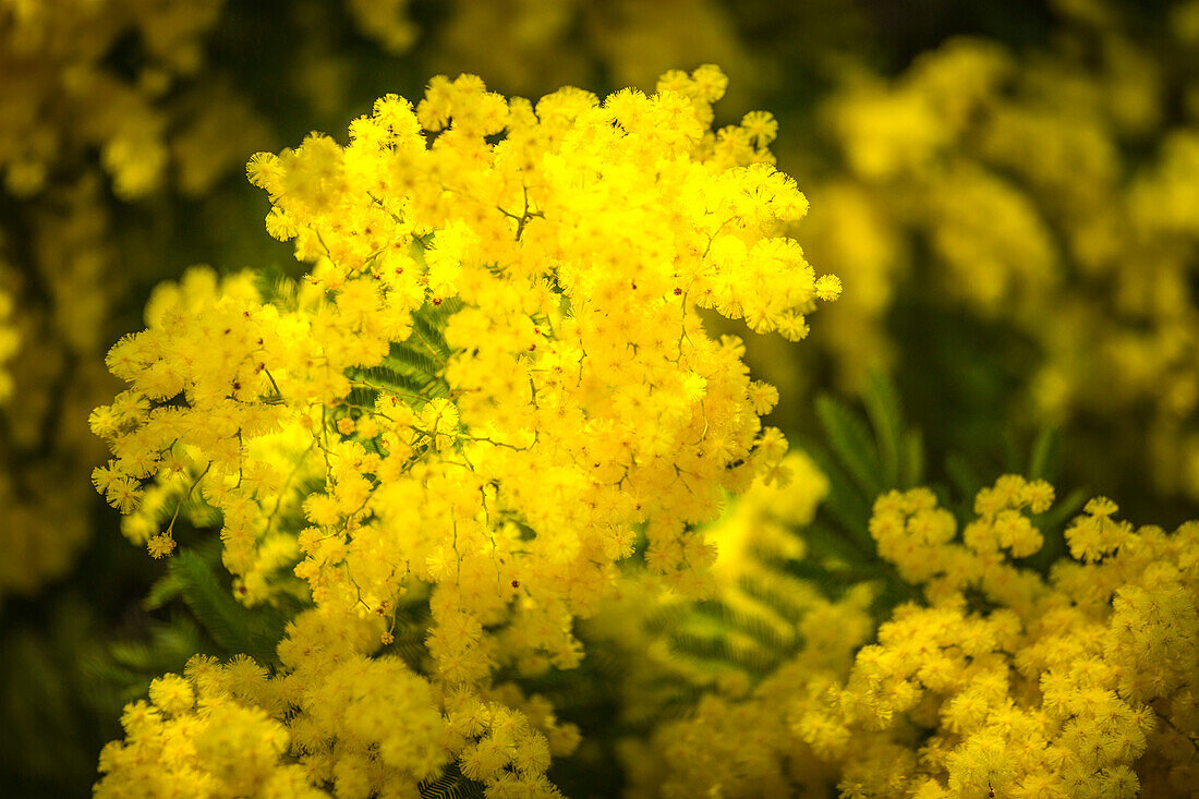 Detail of Mimosa flower