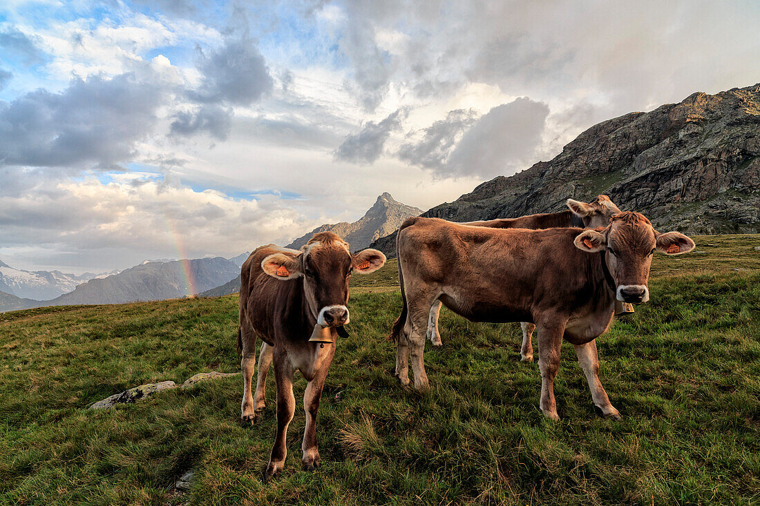 Cows grazing in Valmalenco, Lombardy, Italy