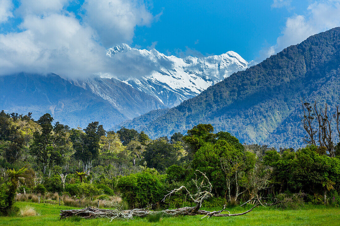 Forest and mountains in remote landscape