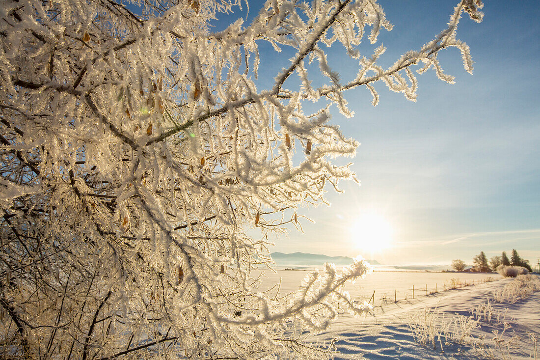 Snow covered tree in rural landscape