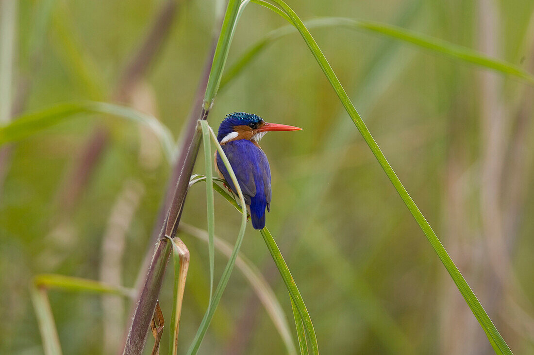 Malachite Kingfisher (Alcedo cristata), Uganda