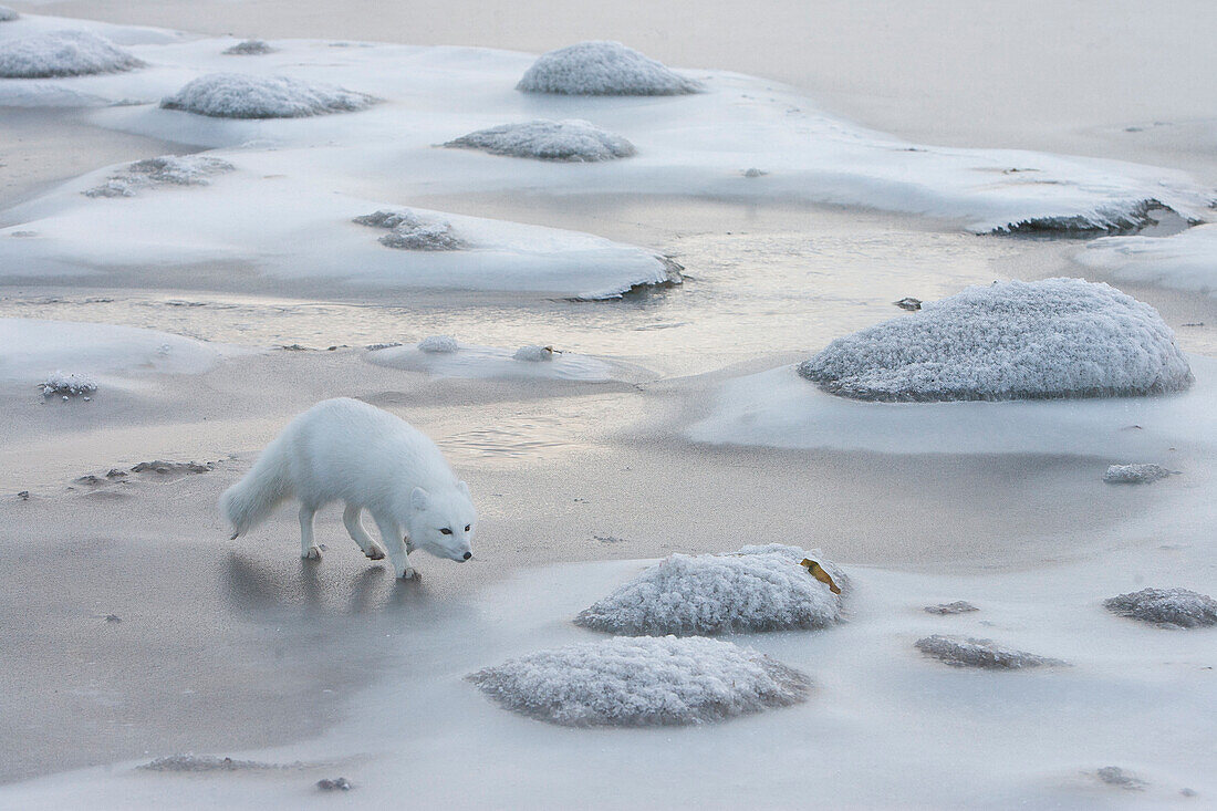Arctic Fox (Alopex lagopus) walking on ice, Churchill, Manitoba, Canada