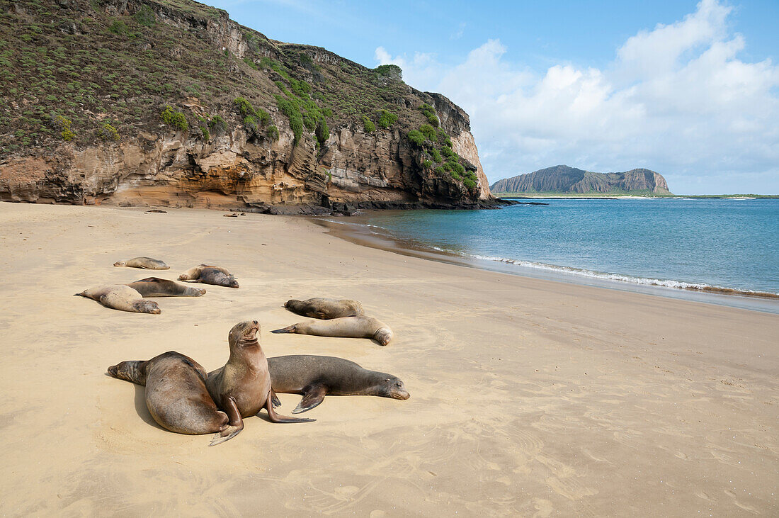 Galapagos Sea Lion (Zalophus wollebaeki) group hauled out, Punta Pitt, San Cristobal Island, Ecuador