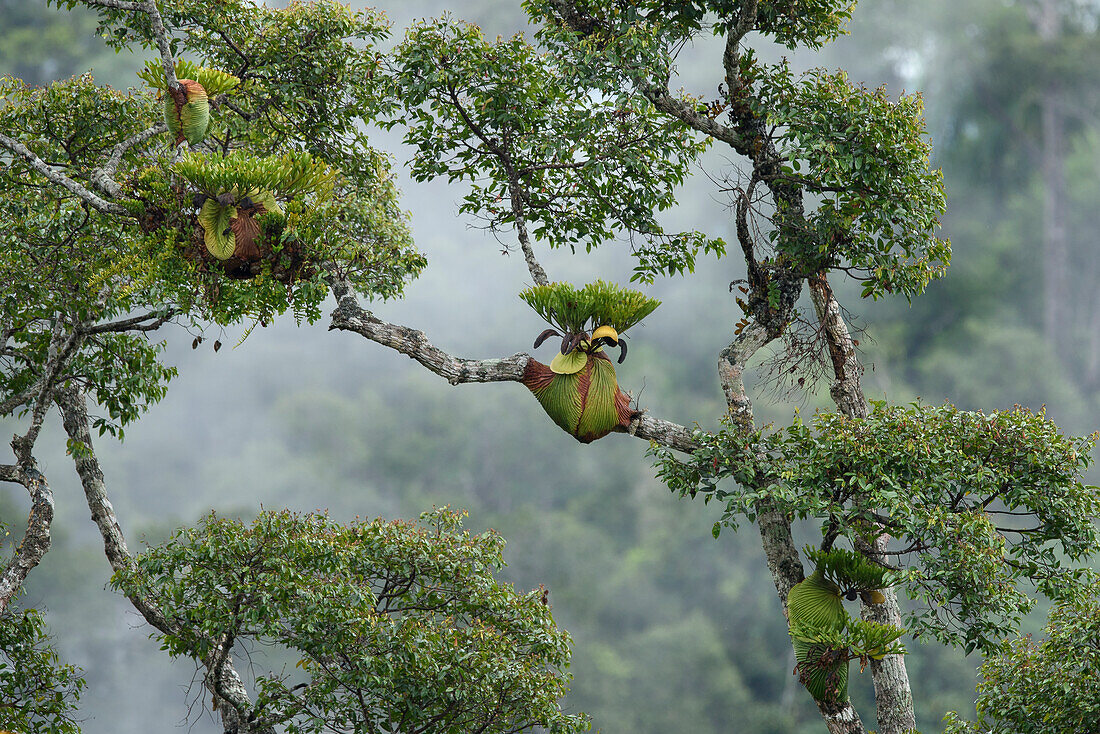 Staghorn Fern (Platycerium ridleyi) group on tree, Sarawak, Borneo, Malaysia