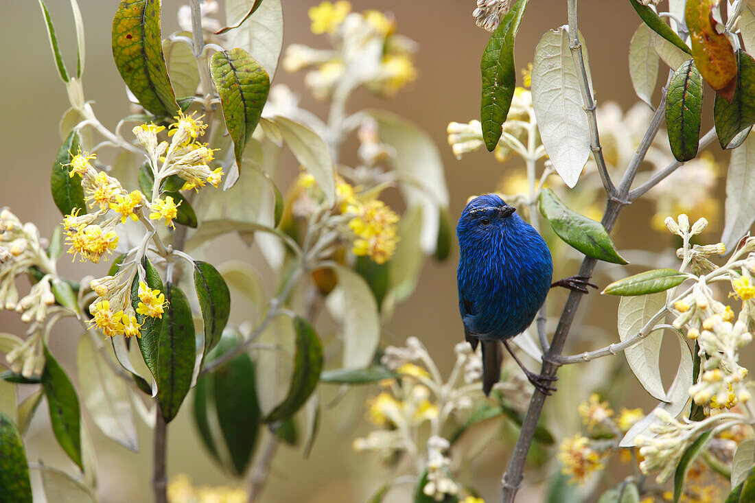 Blue-and-black Tanager (Tangara vassorii) at 4500 meters, Cordillera Blanca Mountain Range, Andes, Peru