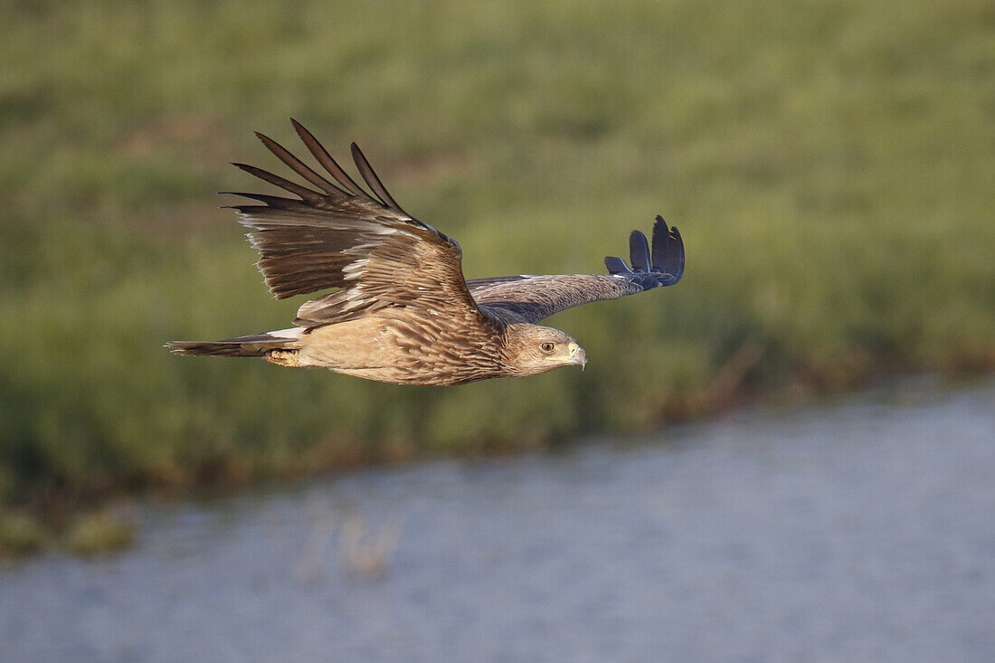 Eastern Imperial Eagle (Aquila heliaca) immature, in flight, Mai Po Marshes Reserve, New Territories, Hong Kong, China, December