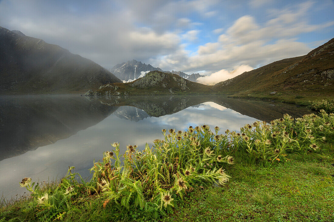 Mist and flowers frames The Fenetre Lakes Ferret Valley, Saint Rhemy, Grand St Bernard, Aosta Valley, Italy, Europe