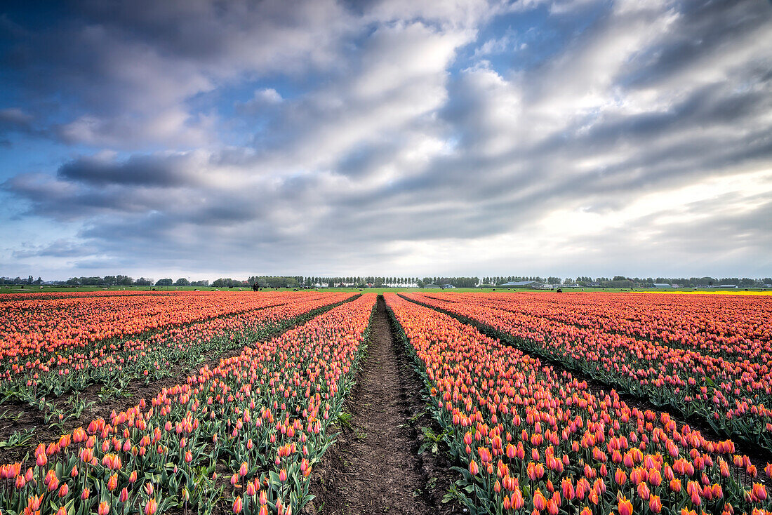 Spring clouds over fields of multi-coloured tulips, Schermerhorn, Alkmaar, North Holland, Netherlands, Europe