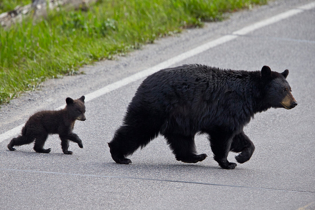Black Bear (Ursus americanus) sow and cub-of-the-year crossing the road, Yellowstone National Park, Wyoming, United States of America, North America
