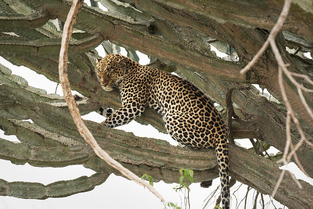 Leopard, Queen Elizabeth National Park, Uganda, Africa
