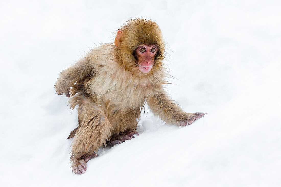 Japanese macaque (Snow monkey) (Macata fuscata), in the snow, Jigokudani Yaen-Koen, Nagano Prefecture, Japan, Asia