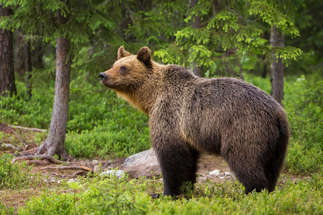 Brown bear (Ursus arctos), Finland, Scandinavia, Europe