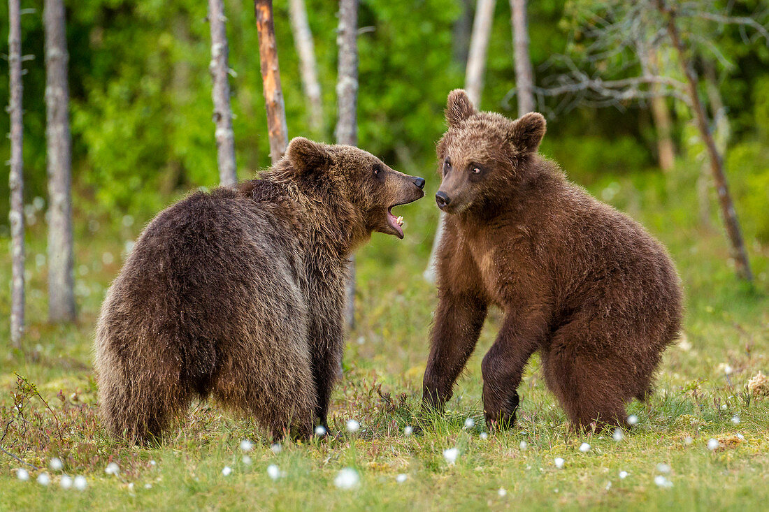 Brown bears (Ursus arctos), Finland, Scandinavia, Europe