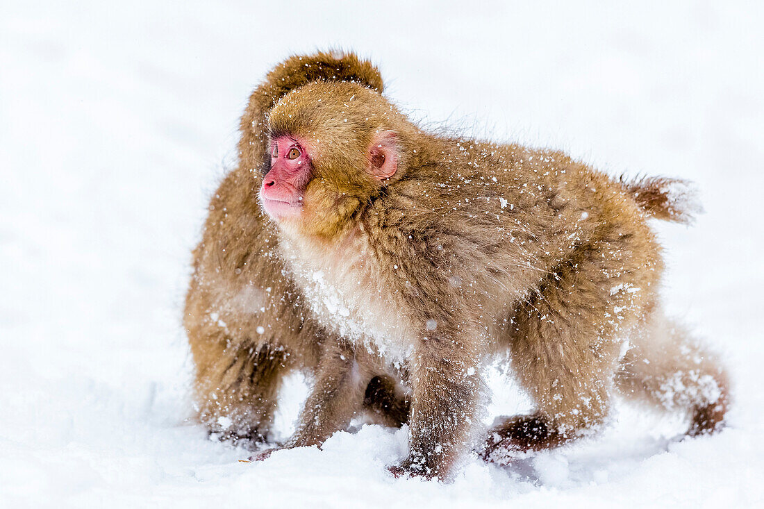Japanese macaques (Snow monkeys) (Macata fuscata), playing in the snow, Jigokudani Yaen-Koen, Nagano Prefecture, Japan, Asia