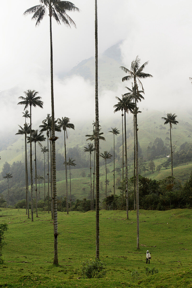 A man walks through Colombia's famous wax palm trees in Valle de Cocora.