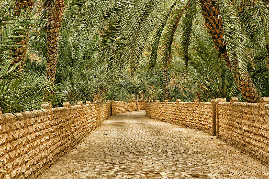 Palm Trees in the Al Ain Oasis, Emirate of Abu Dhabi, UAE
