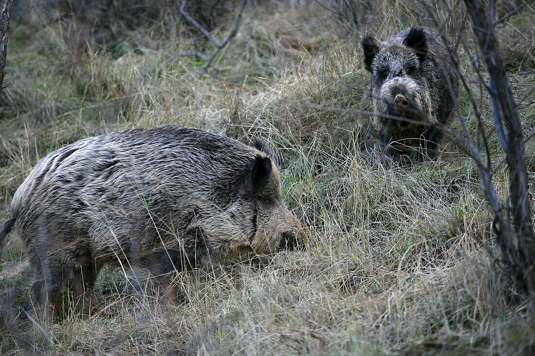 Wild boar (Sus scrofa) in Cuenca Alta del Manzanares, Madrid, Spain