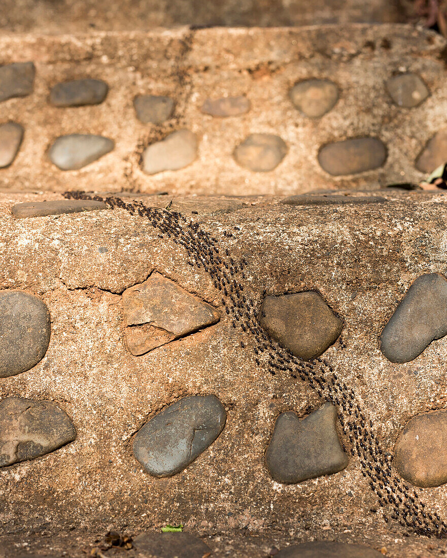 An army of ants march up a stone staircase in Pang Mapha, Thailand, on April 29, 2015.