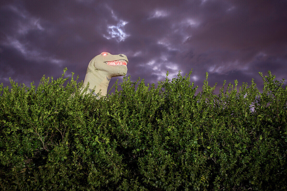 Mr. Rex, a Tyrannosaurus Rex sculpture that is part of the Cabazon Dinosaurs roadside attraction, is seen behind hedges at night. Originally created by artist Claude K. Bell to lure customers to his restaurant, the site was later turned into a creationist