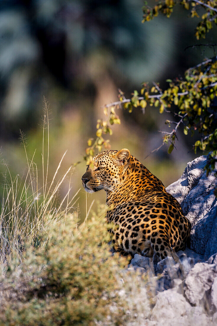 Leopard (Panthera pardus) resting on a termite mound, Moremi, Okavango Delta, Botswana, Africa