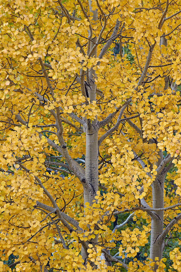 Yellow aspen in the fall, Uncompahgre National Forest, Colorado, United States of America, North America