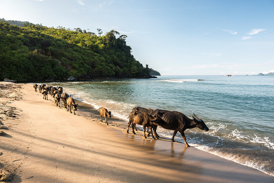 Water Buffalo on the beach at Sungai Pinang, near Padang in West Sumatra, Indonesia, Southeast Asia, Asia