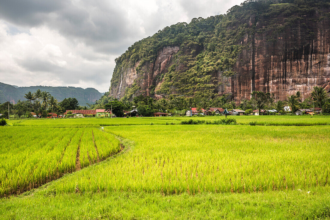 Rice paddy fields and cliffs in the Harau Valley, Bukittinggi, West Sumatra, Indonesia, Southeast Asia, Asia