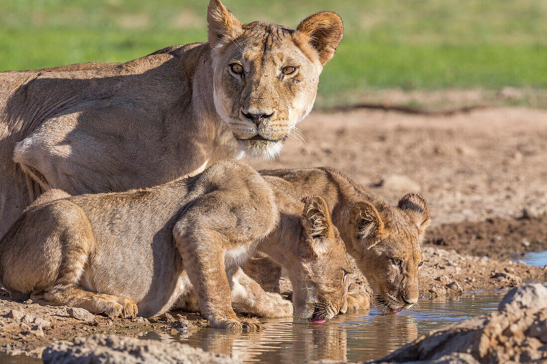 Lioness with cubs (Panthera leo) at water, Kgalagadi Transfrontier Park, Northern Cape, South Africa, Africa