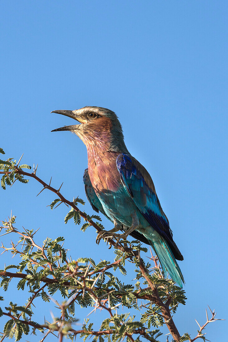 Lilac-breasted roller (Coracias caudatus), Kgalagadi Transfrontier Park, Northern Cape, South Africa, Africa