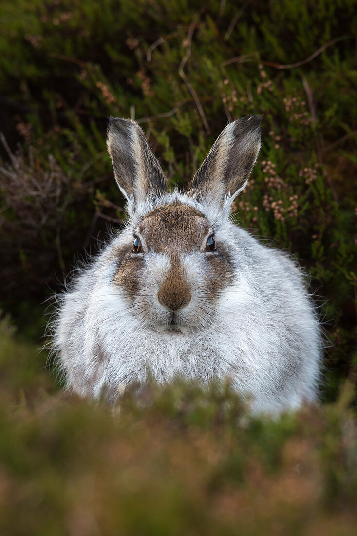 Mountain hare (Lepus timidus) in winter coat, Scottish Highlands, Scotland, United Kingdom, Europe