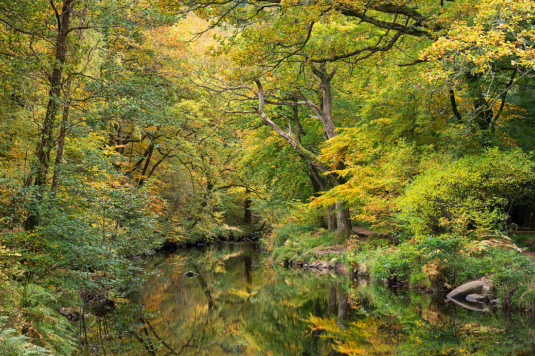 Autumn foliage surrounding the River Teign near Fingle Bridge, Dartmoor, Devon, England, United Kingdom, Europe