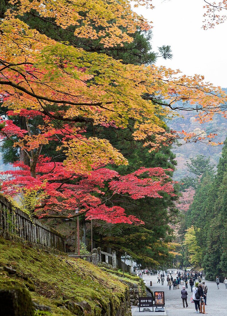 Japan , Nikko City,Toshogu Shrine. autumn colors.
