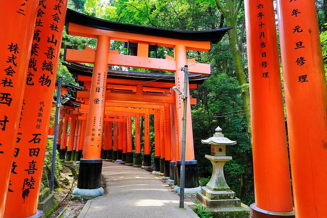 Japan, Kyoto City, Fushimi-Inari Taisha Shrine, Toriies.
