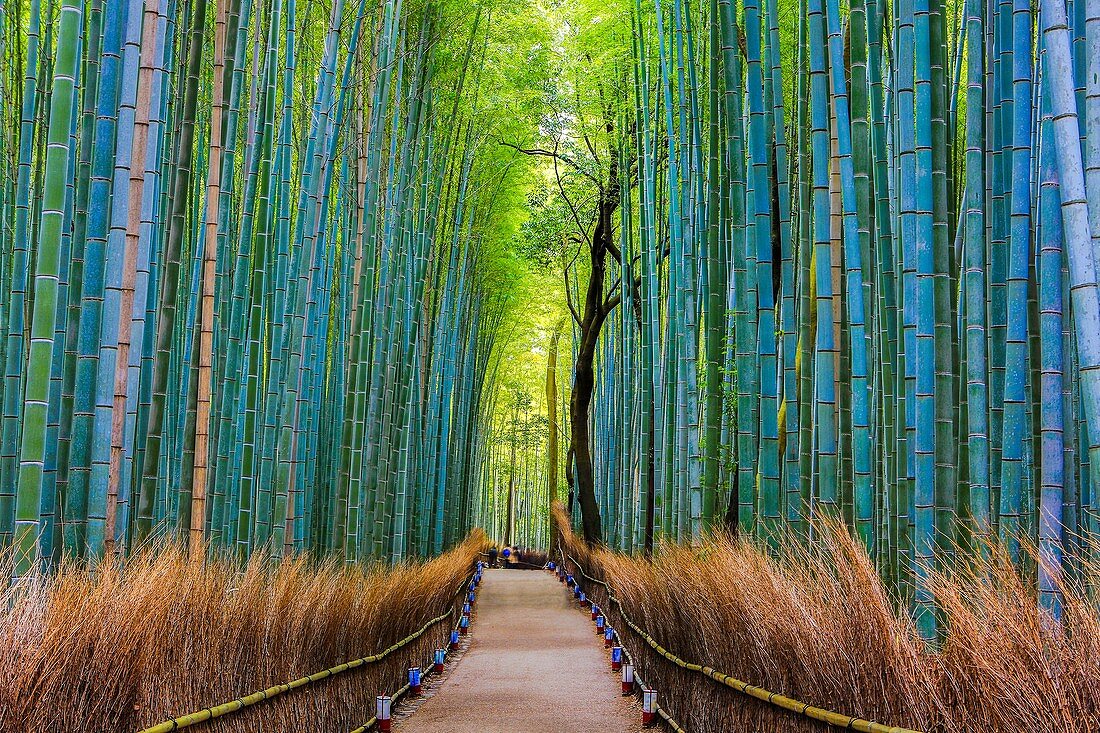 Japan, Kyoto City, Arashiyama Bambu Grove.