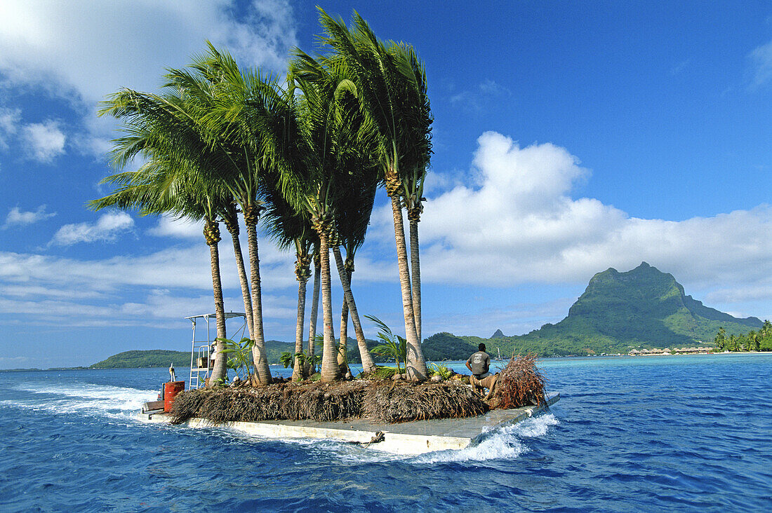 French Polynesia, Bora Bora, Man transporting palm trees on barge.