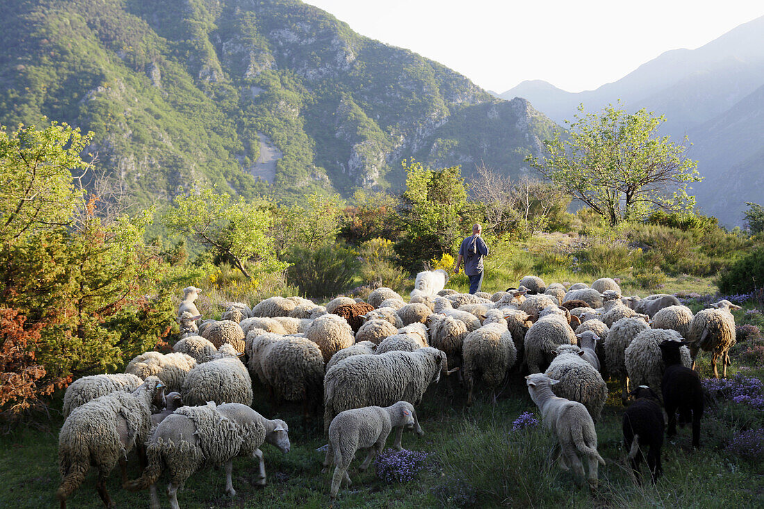 France, Provence, Alpes Maritimes (06), Roya Valley, perched village of Saorge, sheep breeder in Peyremount