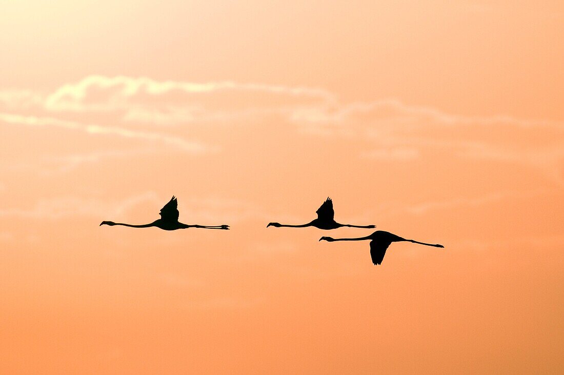 Great Flamingo Flight Phoenicopterus roseus, Camargue, France