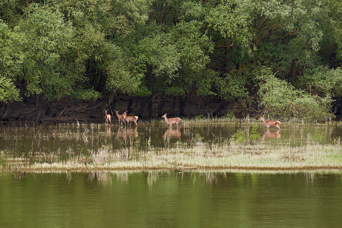 Red deer North of the confluence of the rivers Drava and Danube (at about km 1390) , Croatia , Europe