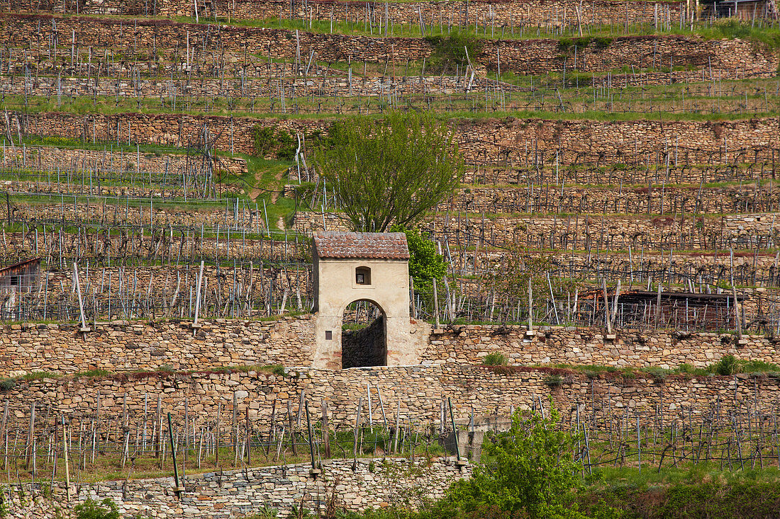 Weinberge von Weißenkirchen , Denkmalgeschütztes Weingartentor , Wachau , Donau , Bundesland Niederösterreich , Österreich , Europa