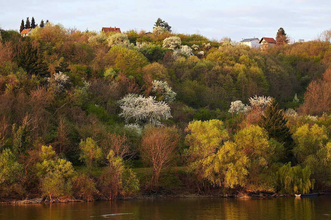 Landschaft bei Beska , Donau , Serbien , Europa