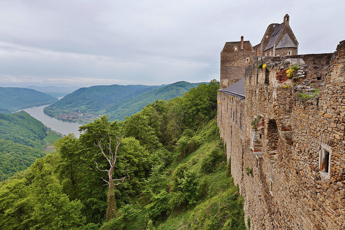 Blick von Burg Aggstein auf die Donau , Wachau , Bundesland Niederösterreich , Österreich , Europa