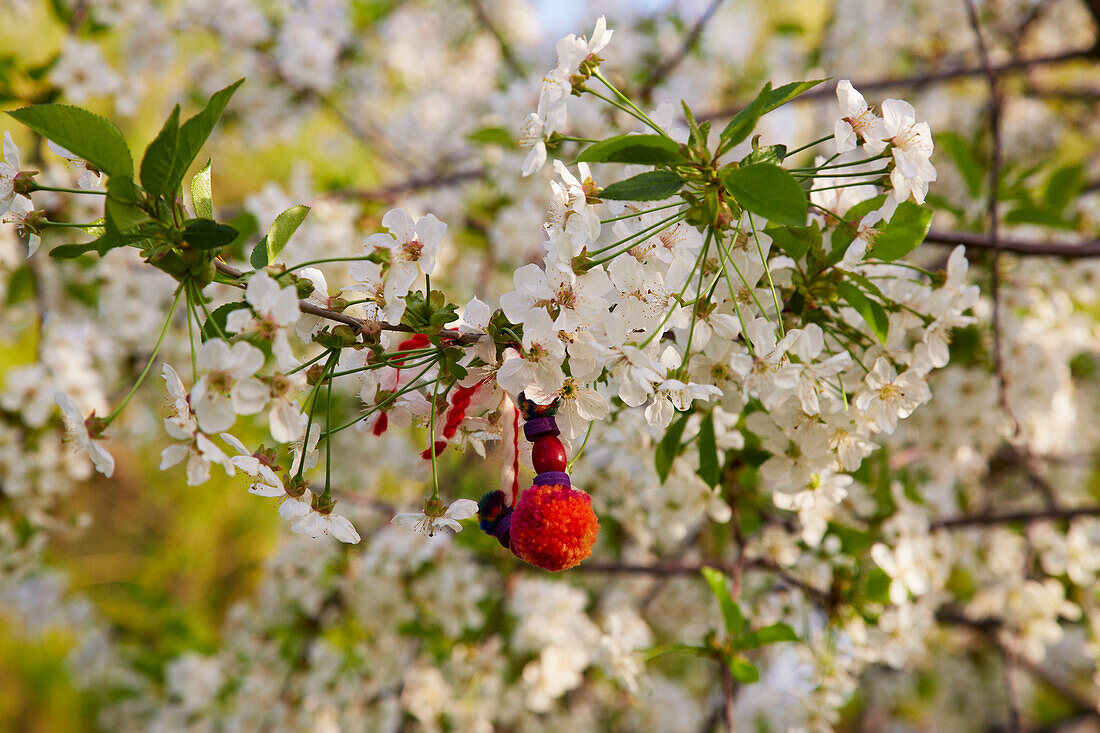 Kirschblüte in Russe (Pyce) , Bulgarien , Europa