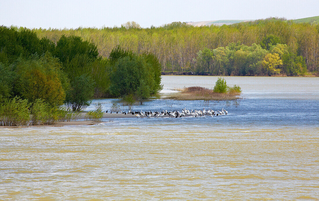 Pelikane auf Sandbank bei Izvoarele , Donau , Rumänien , Europa