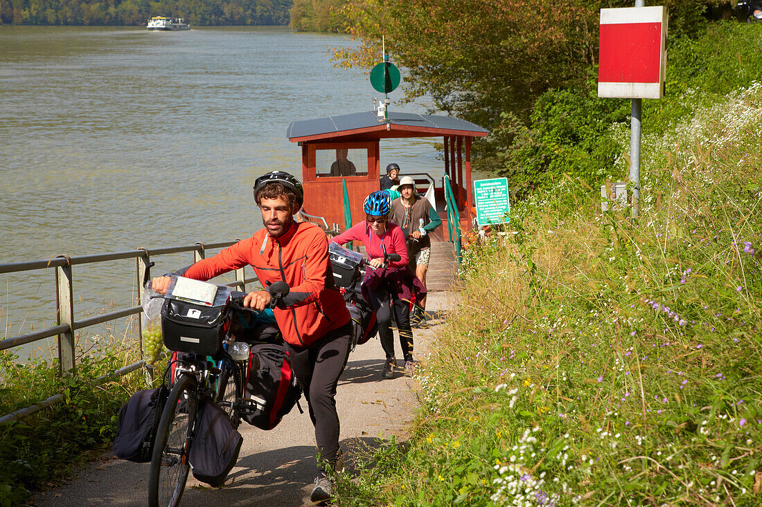 Radfahrer an der Radfähre Au , Schlögener Schlinge , Donau , Bundesland Oberösterreich , Österreich , Europa