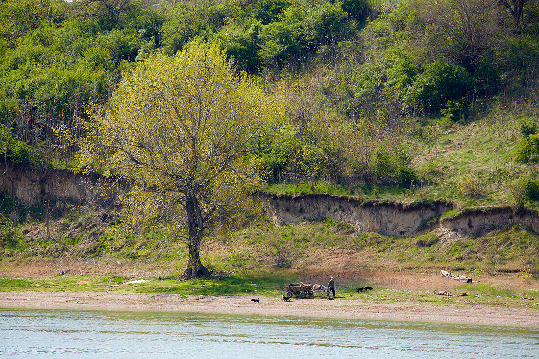 Eselskarren am Steilufer bei Gomotartsi , Donau , Bulgarien , Europa