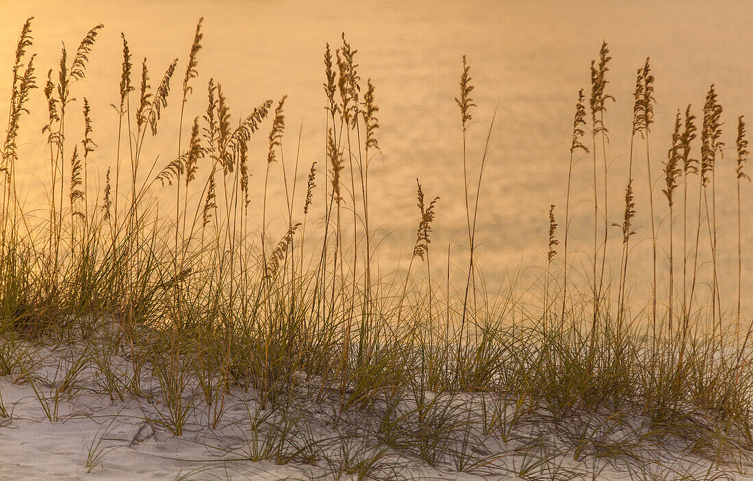 Sunset reflections on the Gulf of Mexico with designs made by beach grass, Orange Beach, Alabam.